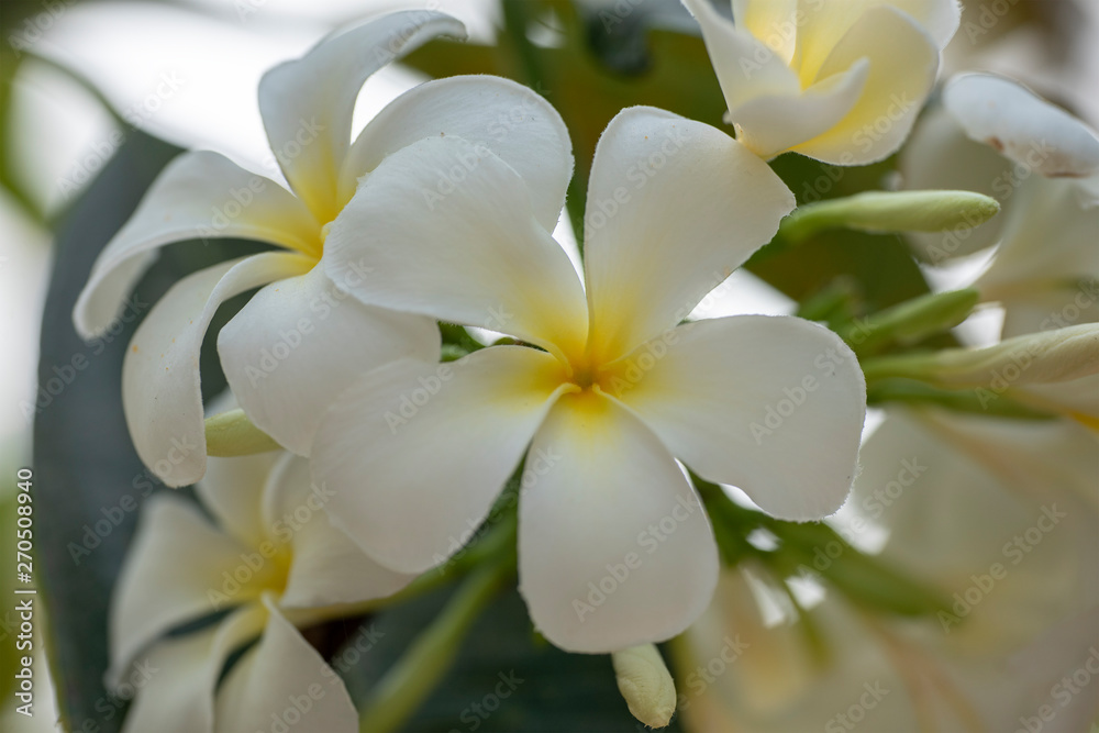 Plumeria - a white flower close-up in natural light. Plumeria - a white flower close-up in natural light.