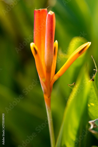 Heliconia flower close-up in natural light.