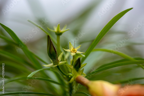 Yellow flower of Allamand plant  Allamanda cathartica  closeup.