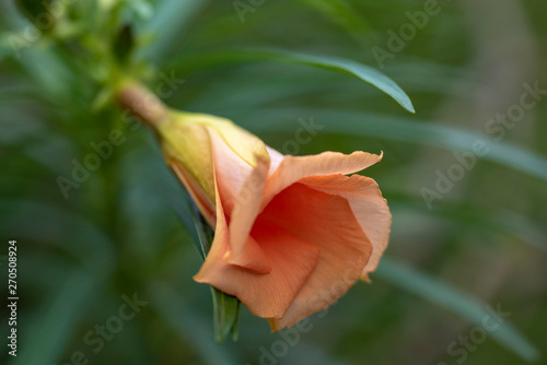 Thevetia peruviana (Cascabela thevetia) - plant in nature, close-up. Thailand, Koh Chang Island. photo