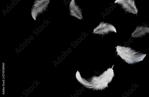 Down Feathers. Soft White Fluffly Feathers Falling in The Air. Floating Feather. Swan Feather on Black Background. 