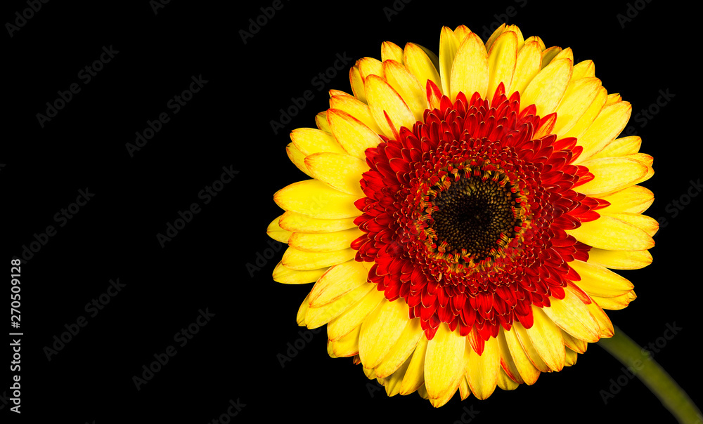 Fototapeta premium Single Yellow Gerbera Flower Isolated on Black Background