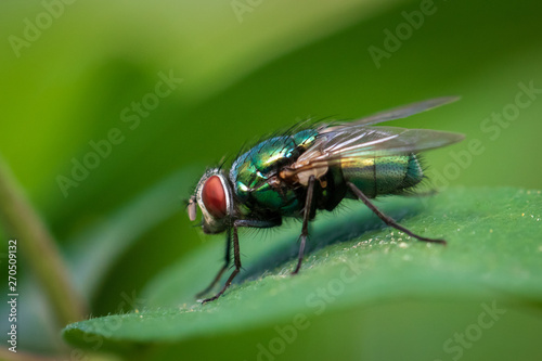 Fly on green leaf  © Don Mroczkowski