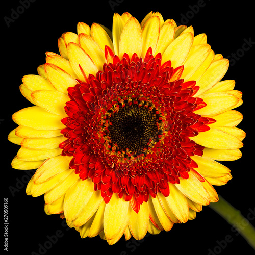 Single Yellow Gerbera Isolated on Black Backround