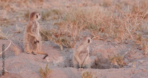 Three meerkats emerging from burrow in the early morning, Botswana photo