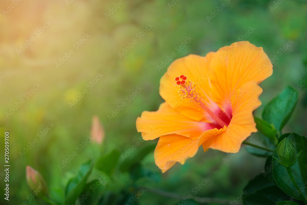 An orange hibiscus is blooming in the morning 