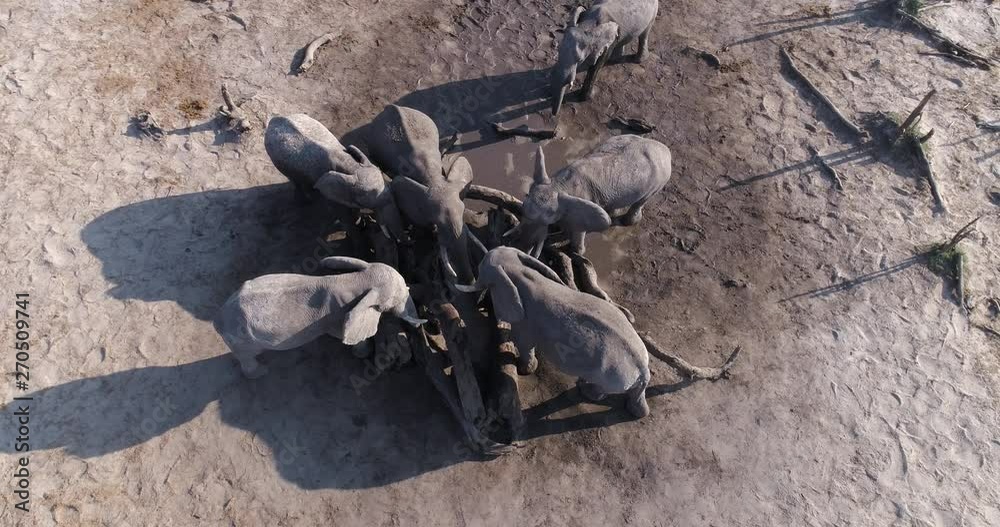 Close-up straight down circular aerial view of a small group of elephants drinking at a muddy waterhole, Botswana Close-up straight down circular aerial view of a small group of elephants drinking at a muddy waterhole, Botswana