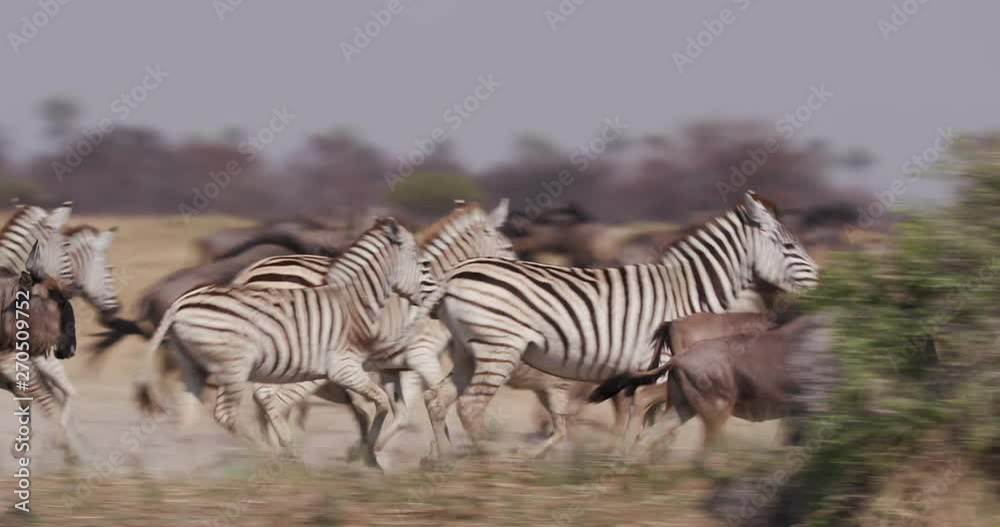 Herd of zebra and wildebeest running, Botswana