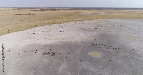 Aerial view of a Zebras and wildebeest running across a salt pan in the Makgadikgadi Pans, Botswana photo