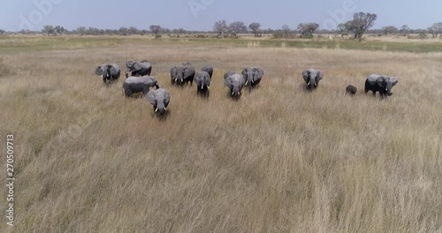 Aerial view of a breeding herd of elephants walking throug the grassy plains of the Okavango Delta photo