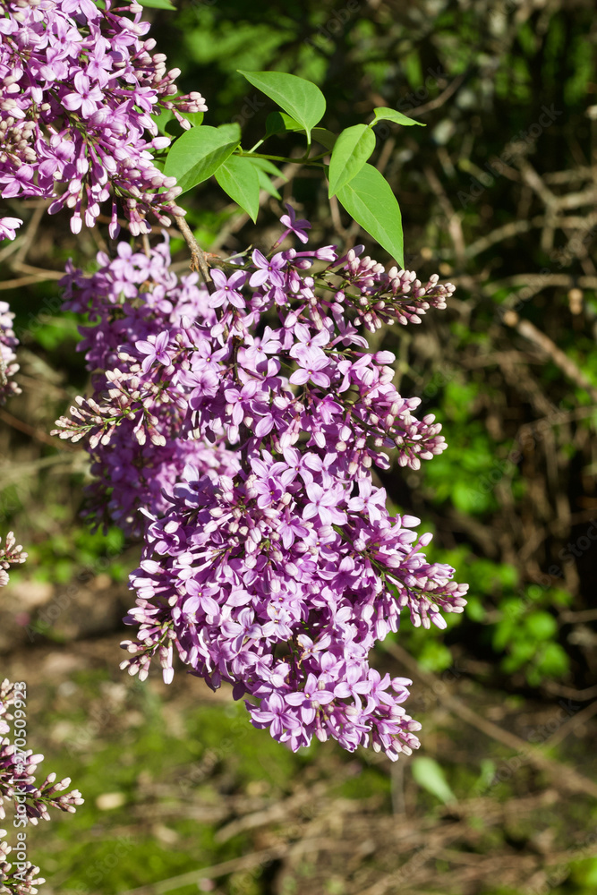 Close up view of beautiful blooming lilacs before evening sunset Close up view of beautiful blooming lilacs before evening sunset