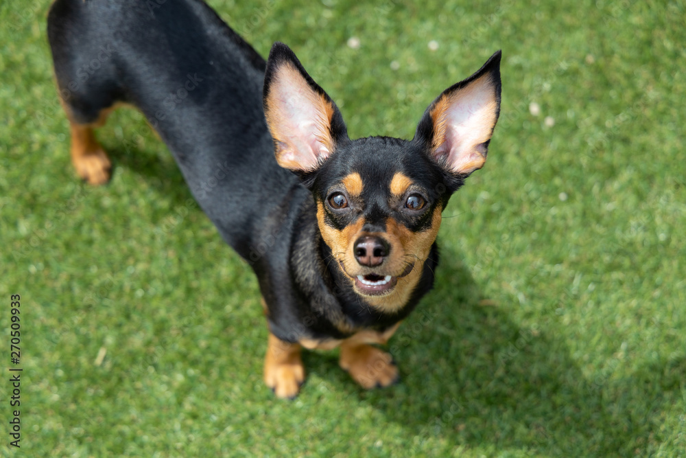 見上げる犬 チワックス ミックス犬 Stock Photo Adobe Stock