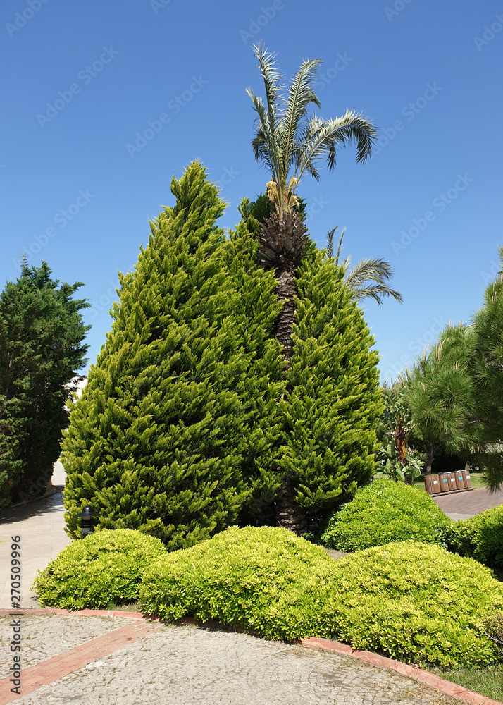 Beautiful trimmed tropical trees with young greenery in the Park. Turkey