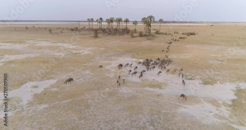 Aerial view of a wildebeest herd with palm trees in the background, Makgadikgadi Pans, Botswana photo