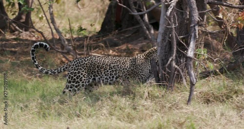 Leopard dragging pelican kill through the bush, Botswana photo