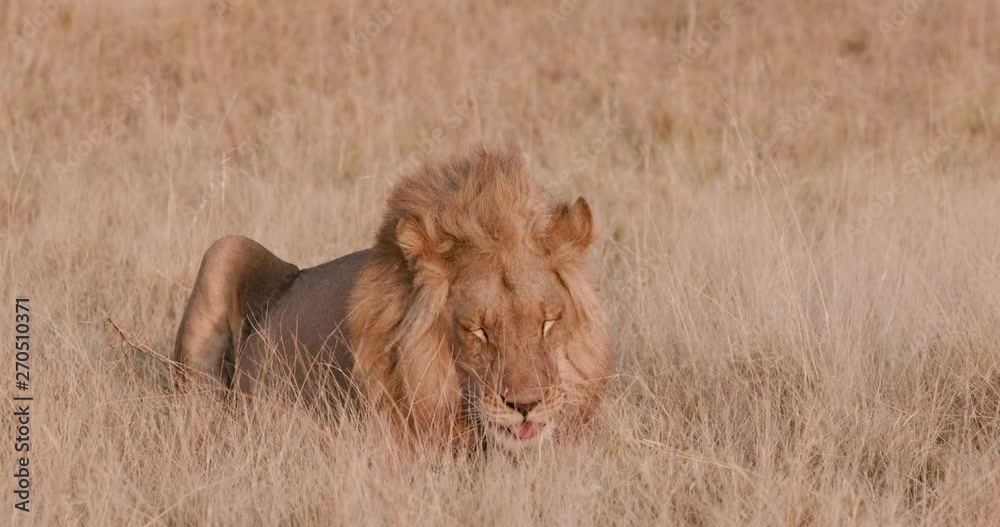 One male lion lying in the grass self grooming, Botswana One male lion lying in the grass self grooming, Botswana
