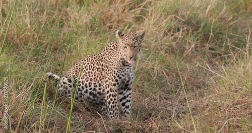 A female leopard drinking water and looking around, Botswana photo