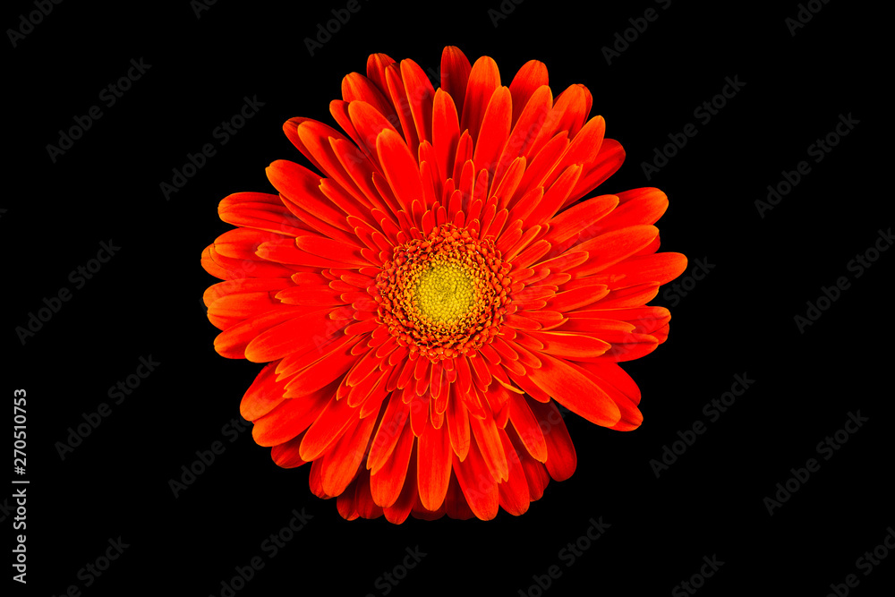 Single Red Gerbera Flower Isolated on Black Background