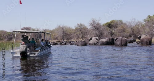 Tourists in a boat watching a herd of elephants playing and swimming in a river in the Okavango Delta photo