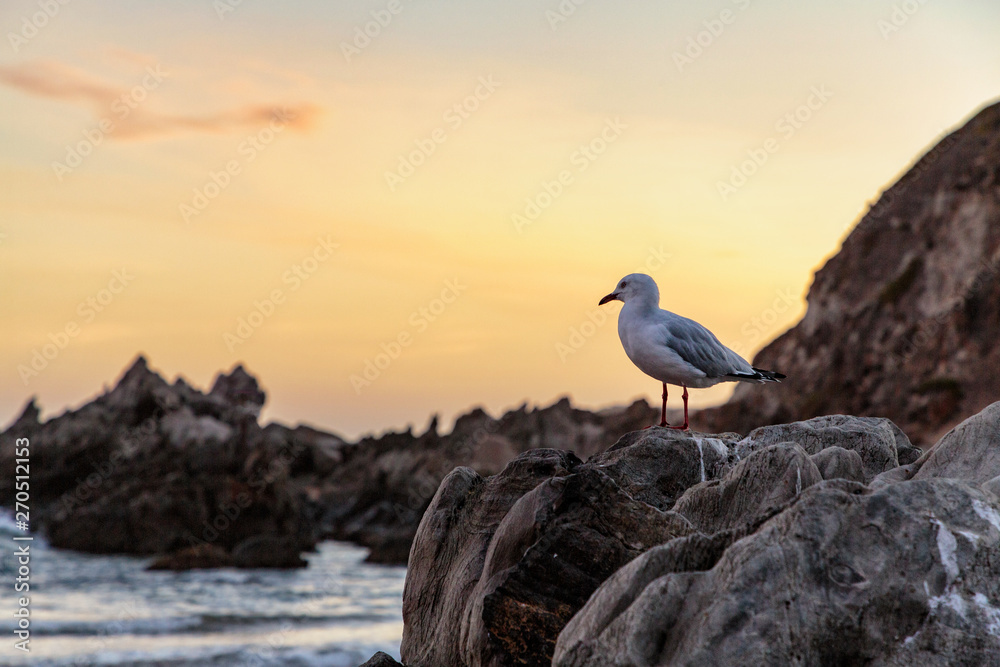 Seagull at Petrel Cove Beach Victor Harbor, South Australia