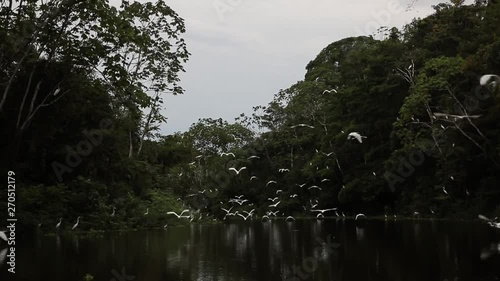 Sailing through the jungle flooded jungle in Pacaya Samiria National Reserve, Peru