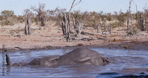 4K close-up view of an elephant lying and rolling around in the waterhole with other elephants close by, Botswana photo