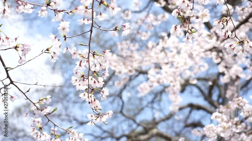 Sakura Blooming in Spring season in Japan. photo
