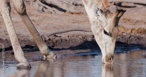 4K close-up cropped view of a giraffes face   drinking at a waterhole, Botswana photo