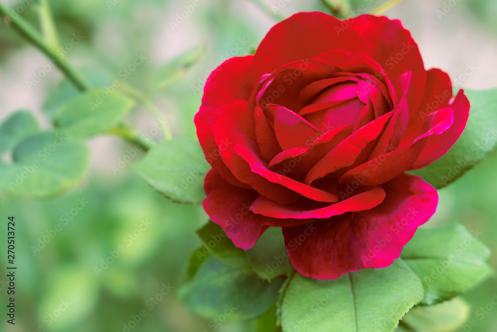Blurred for Background.Red rose on Green background. Blurred for Background.Red rose on Green background.