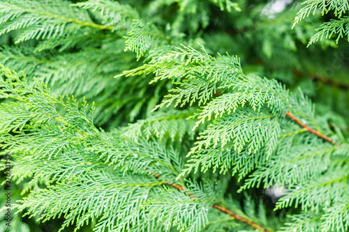 fir tree leaf close up