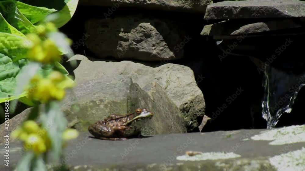 A wider view of frog sitting on rock with yellow flowers waving in the breeze in the foreground on left and a small trickle of water in shadow in background on the right side of the frame. A wider view of frog sitting on rock with yellow flowers waving in the breeze in the foreground on left and a small trickle of water in shadow in background on the right side of the frame.