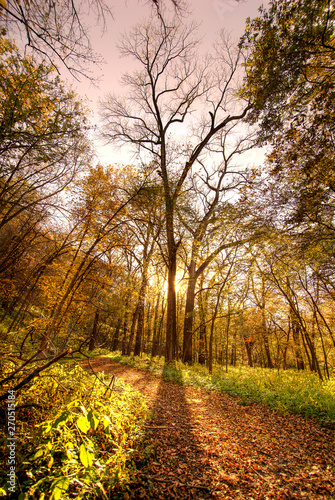 Fall Tree