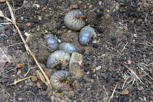 white grub larvae in black soil background