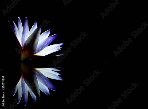 Water Lily: The name of the nymph, named "Purple Joy", beautiful purple lotus, isolated on a black background.