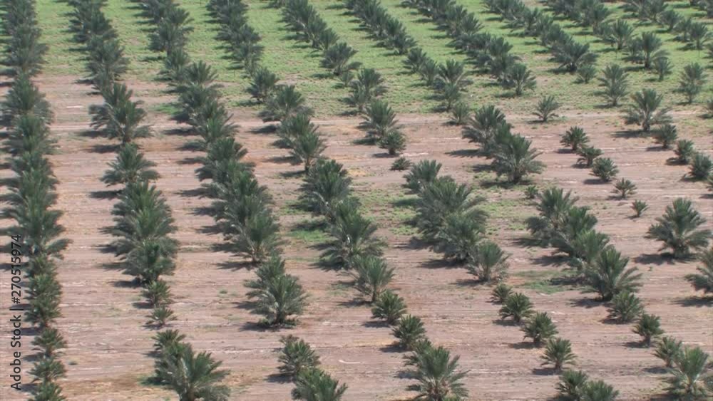 Date Palms plantation view Date Palms plantation, Jordan Valley Israel Date Palms plantation view Date Palms plantation, Jordan Valley Israel