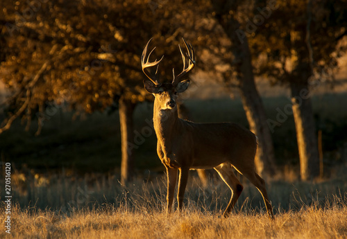 12-Point Whitetail Buck