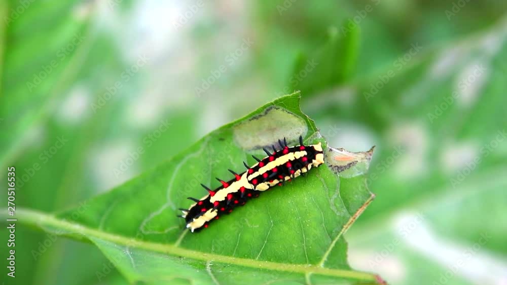 worm are eating leaves to accumulate energy during the body of a butterfly worm are eating leaves to accumulate energy during the body of a butterfly