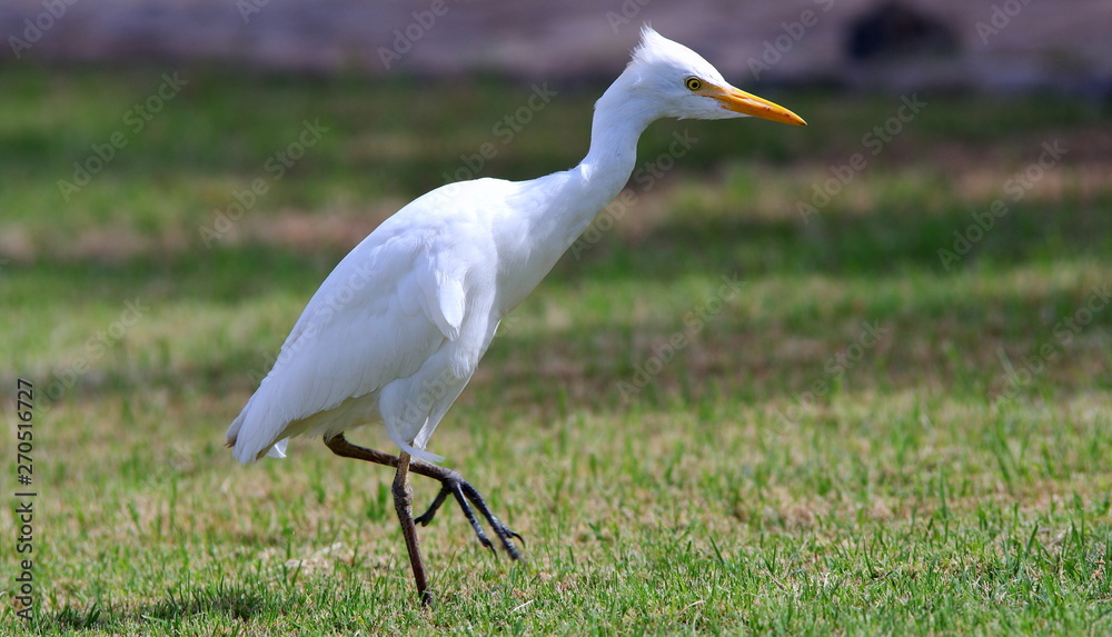 Bird on the grass Bird on the grass