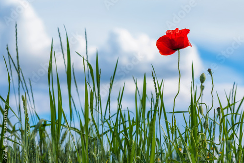 Red poppy in a medow