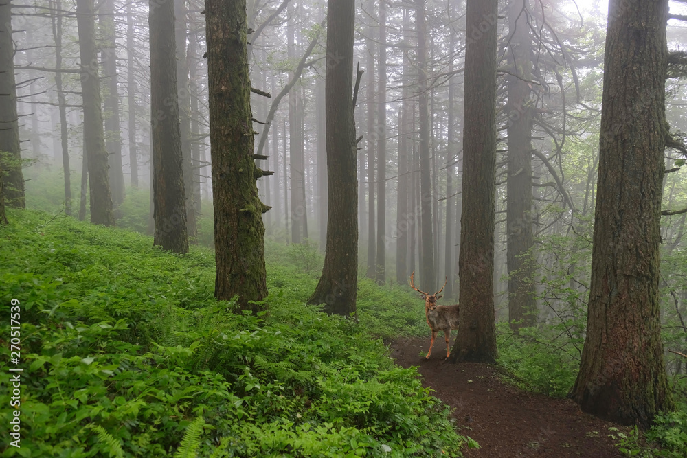 Fototapeta premium Jeleń w lesie. Mężczyzna jelenia w mglistym lesie deszczowym, chowając się za drzewem. Dog Mountain w Columbia River Gorge w pobliżu Portland. Oregon. Stany Zjednoczone Ameryki