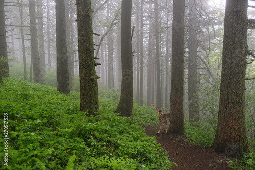 Deer in forest. Male deer in foggy rainforest hiding behind the tree. Dog Mountain in Columbia River Gorge near Portland. Oregon. United States of America photo