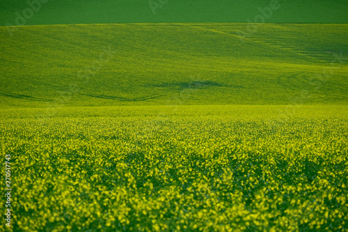 Yellow fields of canola or rape plants in full bloom. Canola fields near Salem, Oregon. United States of America.