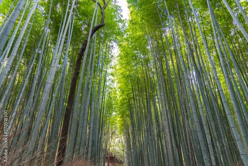 Fototapeta Naklejka Na Ścianę i Meble -  Arashiyama Bamboo Grove Zen garden, a natural forest of bamboo in Arashiyama, Kyoto, Japan