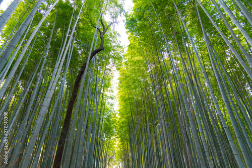 Arashiyama Bamboo Grove Zen garden  a natural forest of bamboo in Arashiyama  Kyoto  Japan