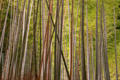 Arashiyama Bamboo Grove Zen garden light up at night, a natural forest of bamboo in Arashiyama, Kyoto, Japan