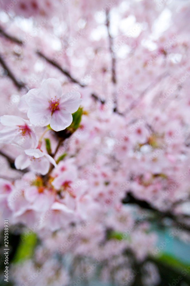 Obraz premium Cherry blossoms along the river.