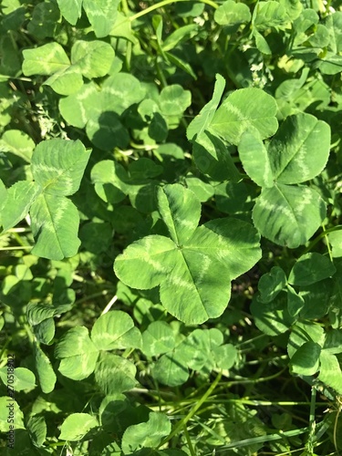 Wallpaper Mural 四葉のクローバー Torontodigital.ca