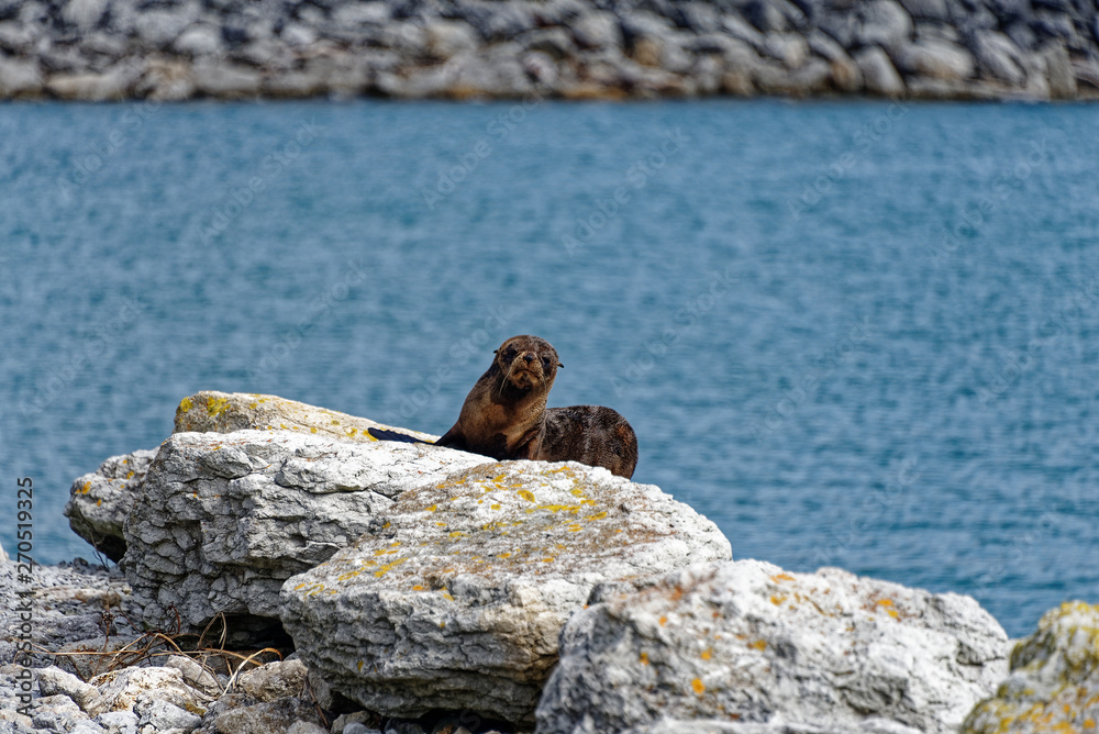 Fototapeta premium A New Zealand fur seal basks on some rocks on a harbour wall