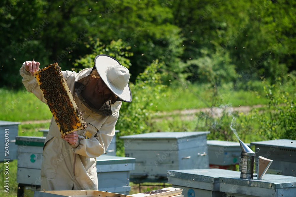 Beekeeper on apiary. Beekeeper is working with bees and beehives on the apiary. Beekeeper on apiary. Beekeeper is working with bees and beehives on the apiary.