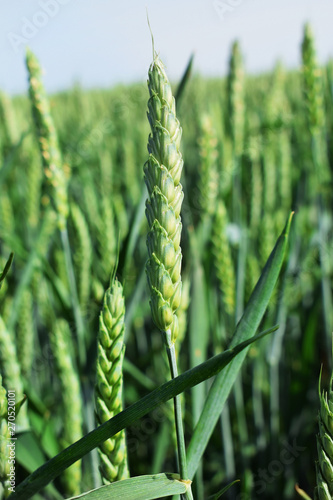 Wheat ear close up picture in large countryside field. Green fresh wheat growing up in sunny rural distant location.